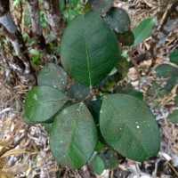 Atalantia rotundifolia (Thwaites) Yu.Tanaka